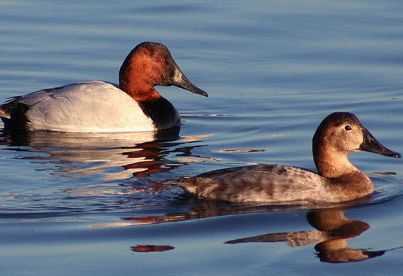 canvasback bird