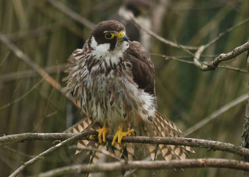 eurasian hobby