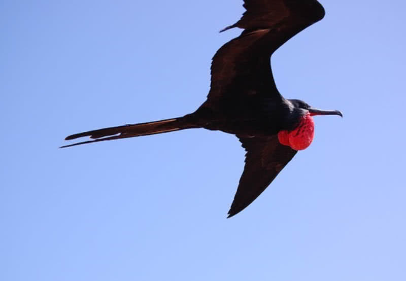 frigate bird