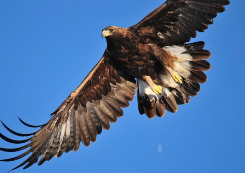 Top 10 Fastest Birds In The World The Mysterious World