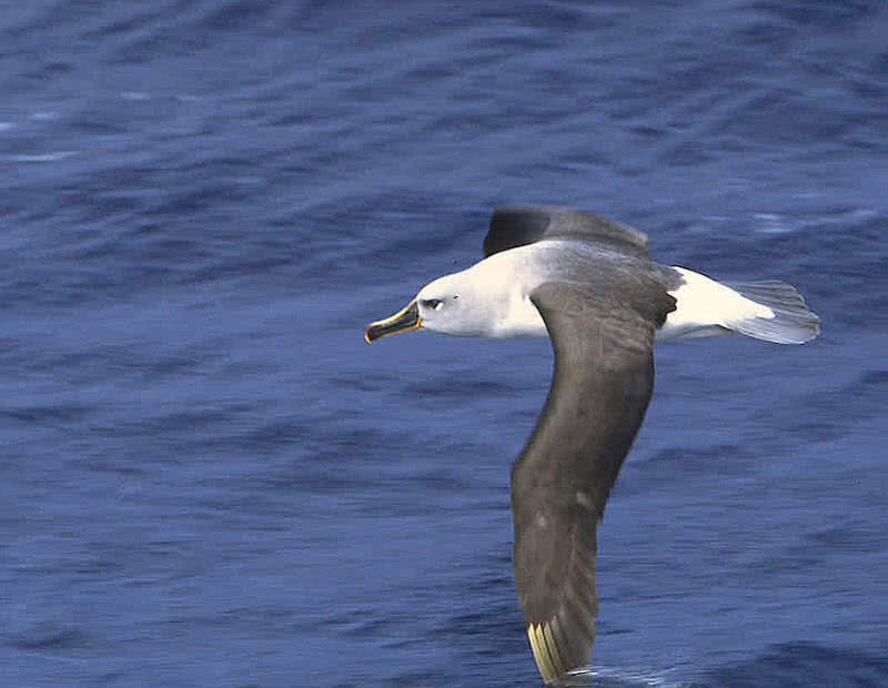 grey headed albatross