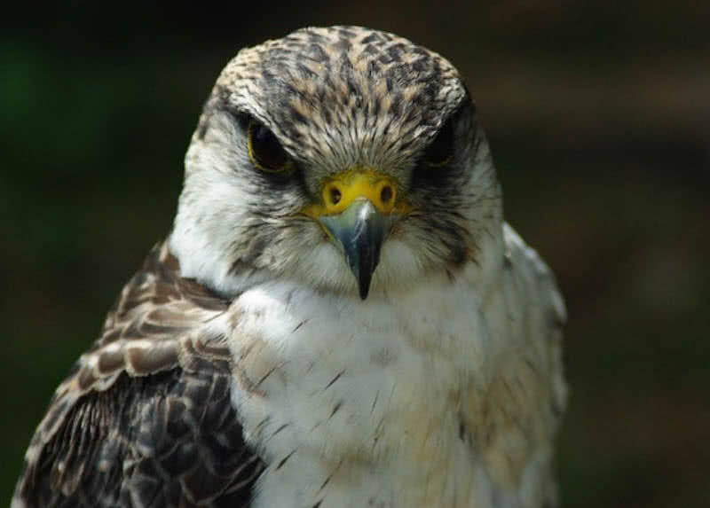 Top 10 Fastest Birds In The World The Mysterious World