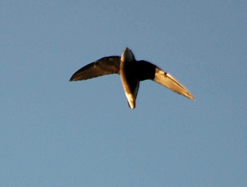 spine tailed swift