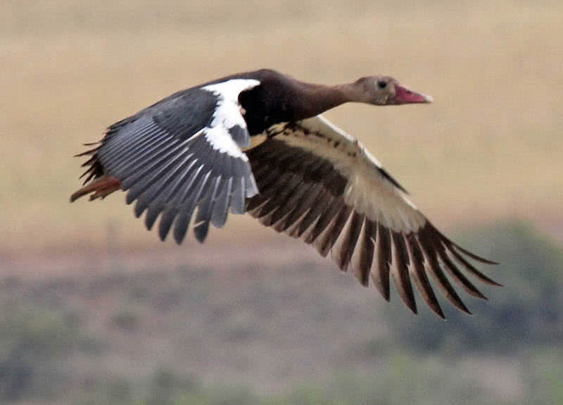 spur-winged goose