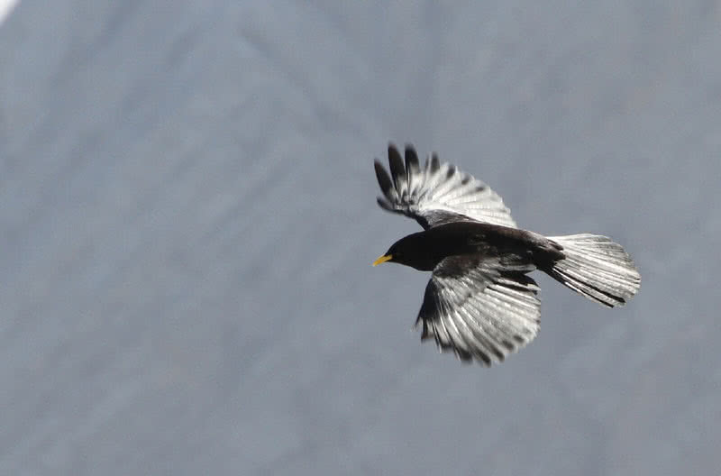 Top 10 Highest Flying Birds In The World The Mysterious World