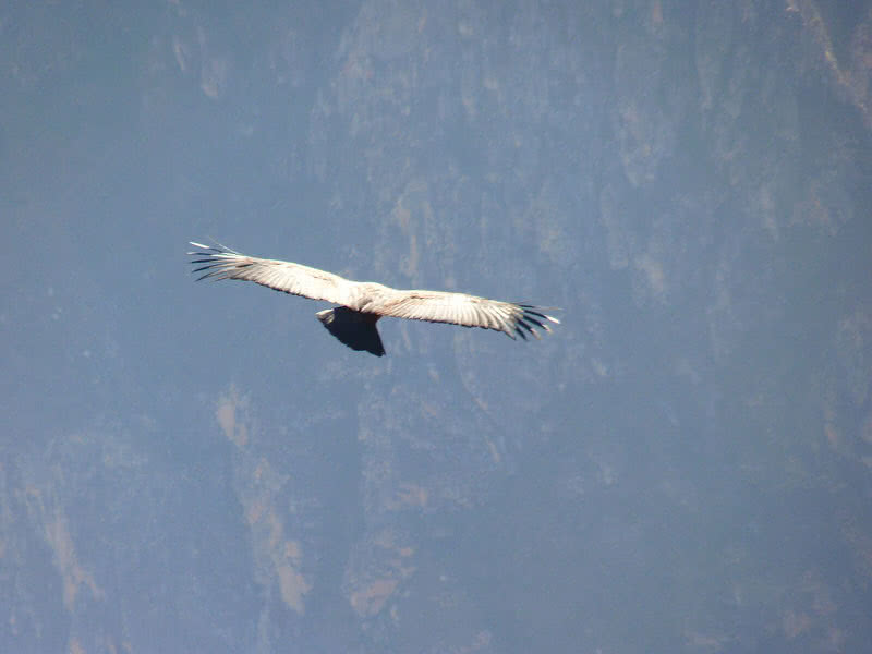 Top 10 Highest Flying Birds In The World The Mysterious World