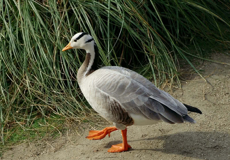 bar-headed goose