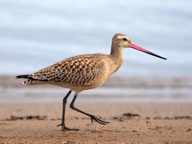 Top 10 highest flying birds in the world the mysterious world