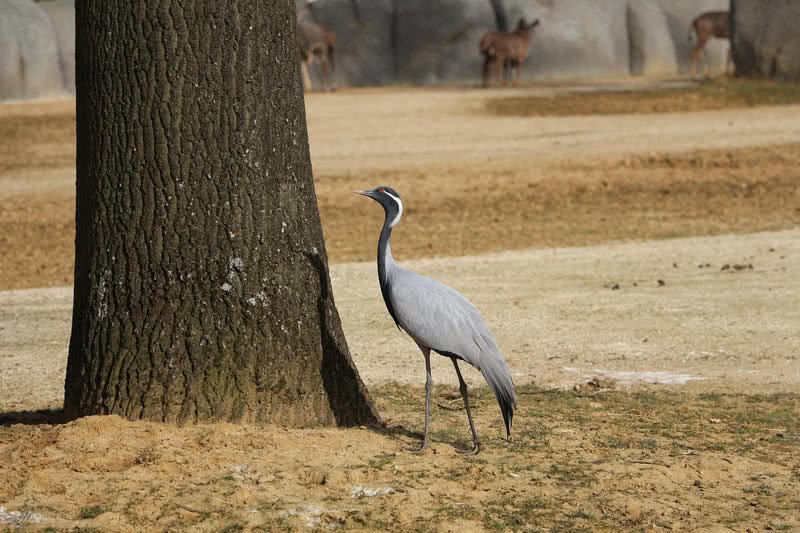 common crane