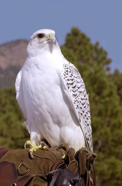 gyr falcon