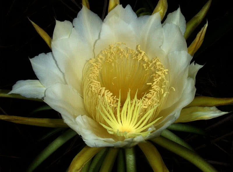 night blooming cereus