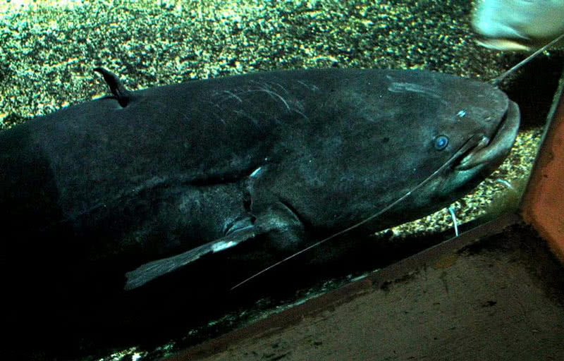 Top 10 Deadliest Fishes In The World - The Mysterious World