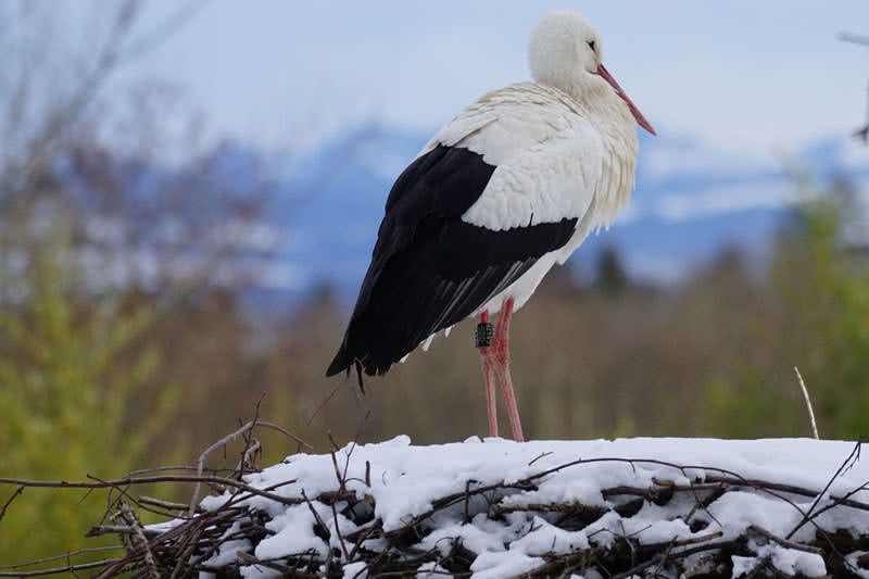 White Stork