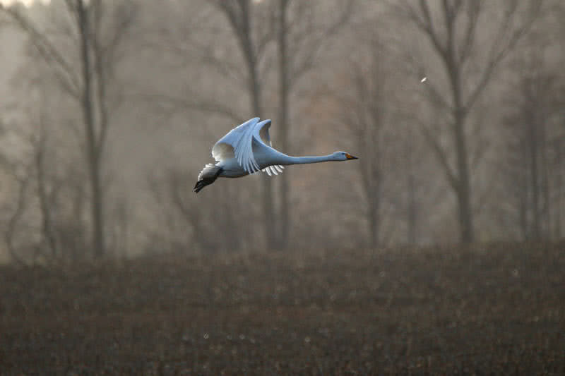 whooper swan