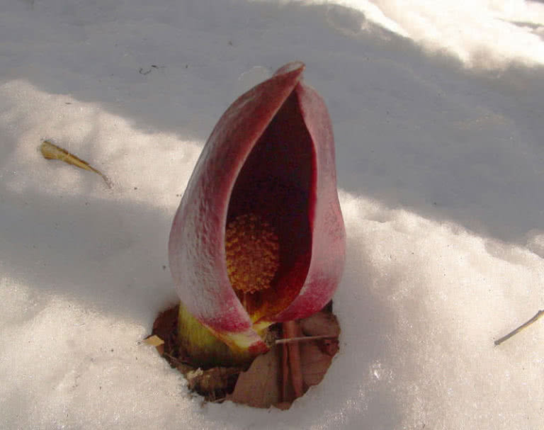 Top 10 Worst Smelling Flowers In The World The Mysterious World