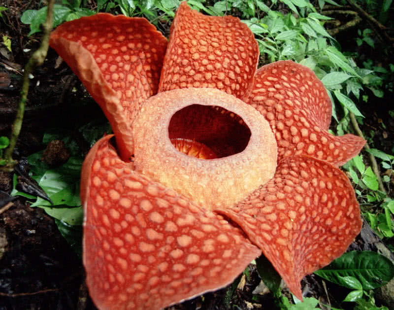 Rafflesia Arnoldi
