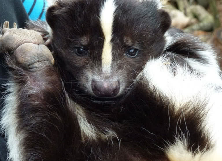 Top 10 Smelliest Animals In The World The Mysterious World