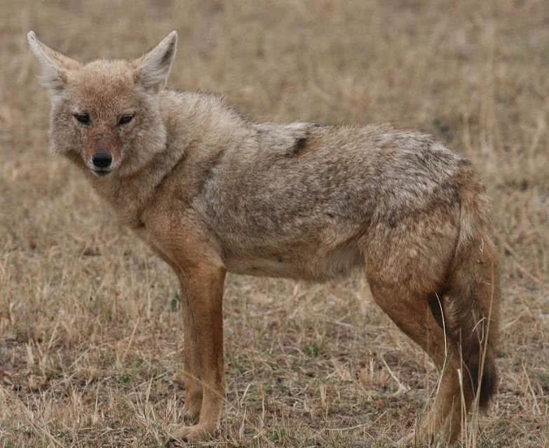 Golden Jackal