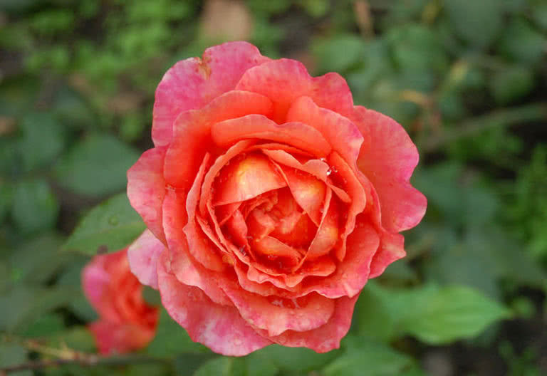 10 Most Beautiful Roses For Your Garden - The Mysterious World