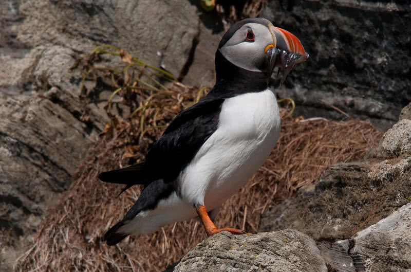 puffin do Atlântico