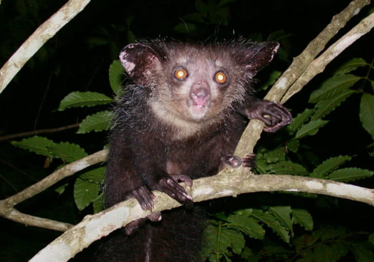 10 Amazing Animals Found Only In Madagascar The Mysterious World