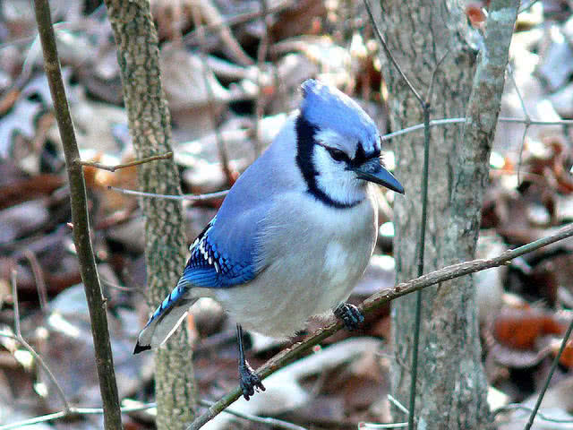 Blauhäher