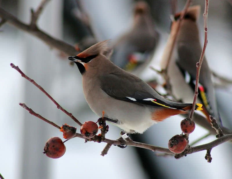 boheemse wasvogel