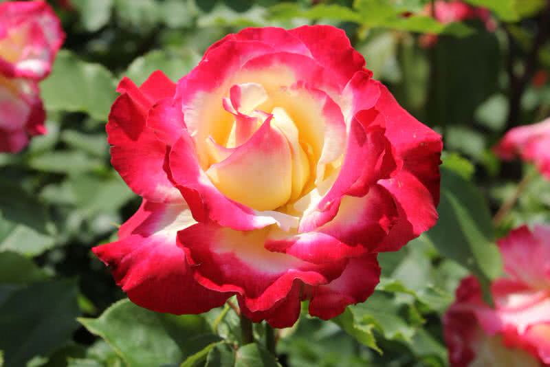 insanely fragrant double delight rose