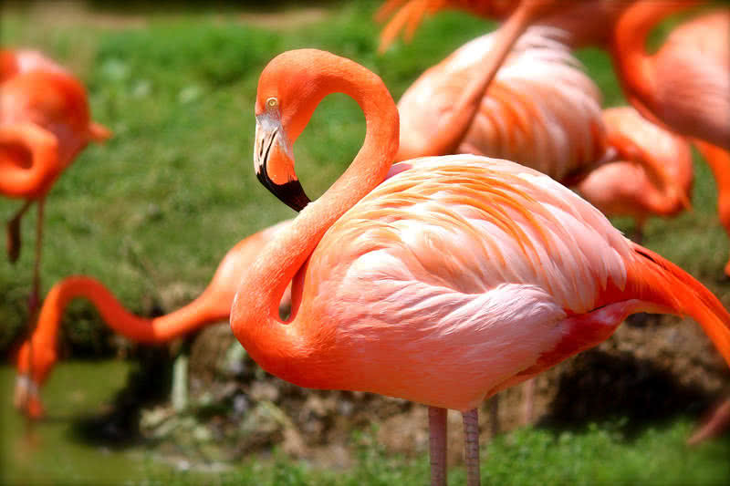 schönste Vögel der Welt