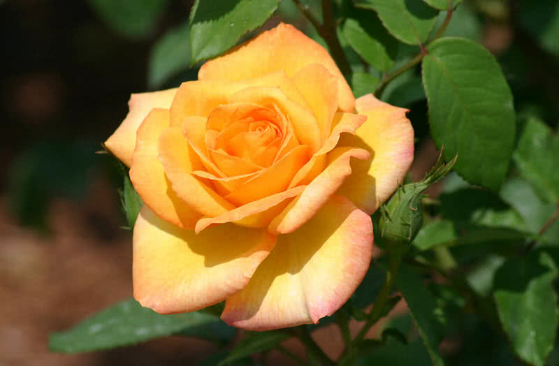 gold medal rose