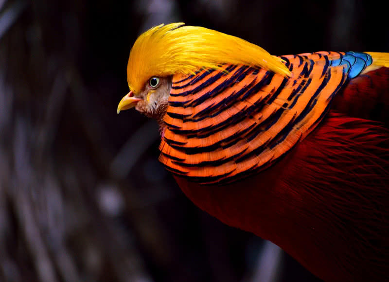 Top 10 Most Beautiful Birds In The World The Mysterious World   Golden Pheasant 