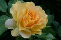 Insanely Fragrant Roses In The World