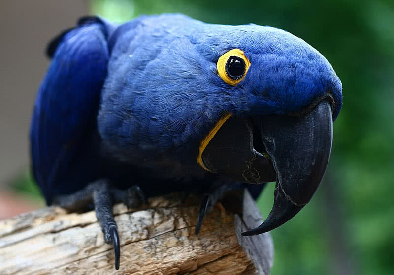 hyacinth macaw