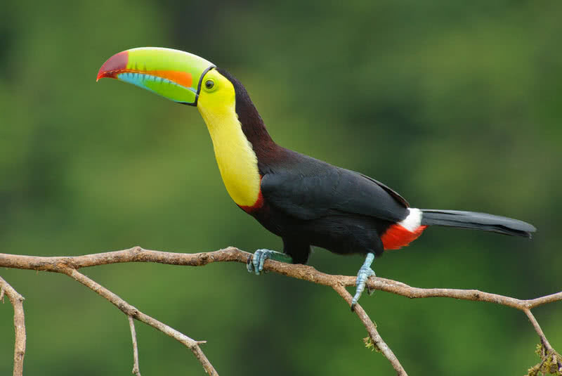 keel-billed toucan
