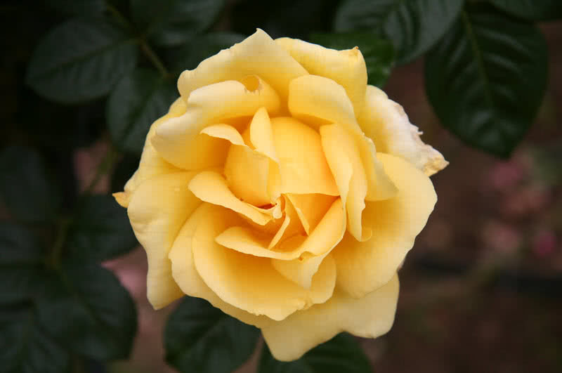 michalangelo rose