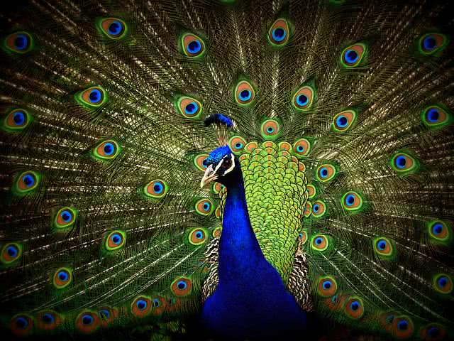 peacock