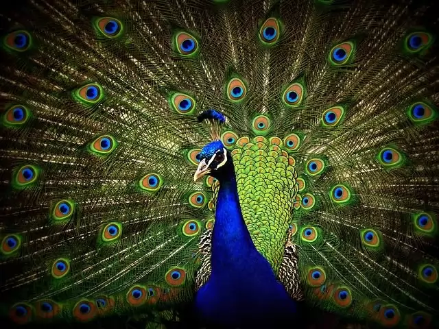peacock.webp