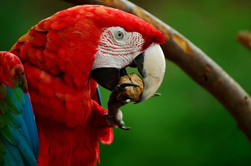 Guacamayo escarlata