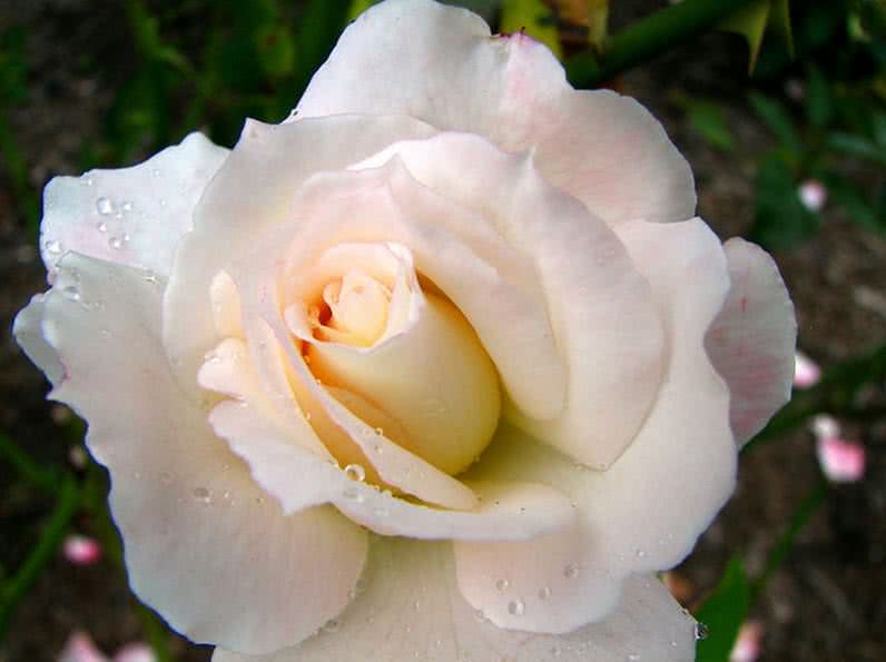 fragrant secret rose