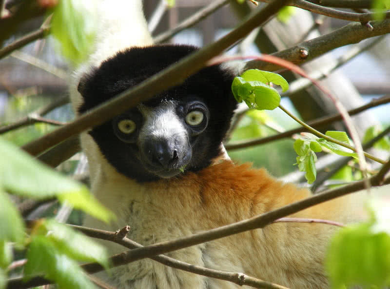 10 Amazing Animals Found Only In Madagascar - The Mysterious World