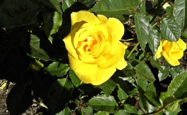 10 Intensely Fragrant Roses To Plant In Your Garden - The Mysterious World