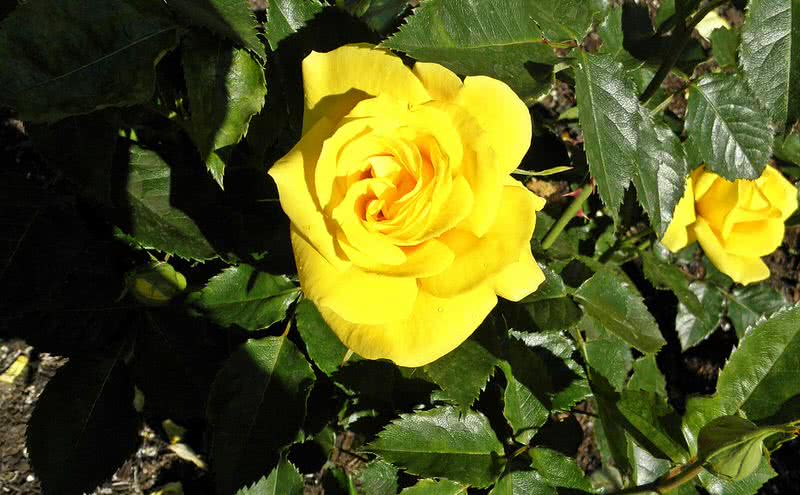 pleasnt smelling sunsprite rose
