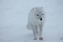 color-changing animals