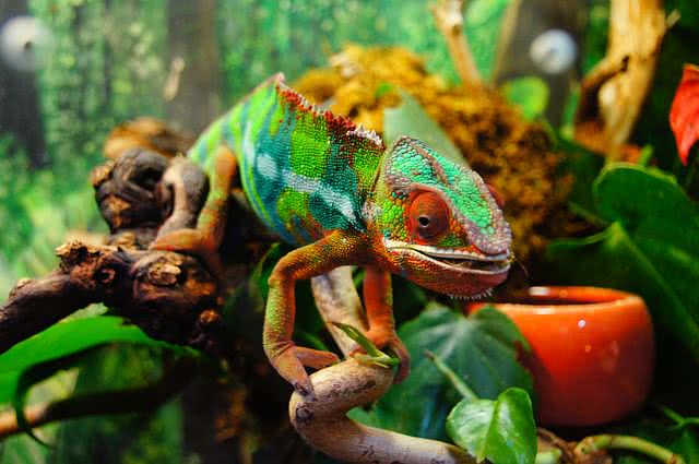 7 Amazing Color-changing Animals In The World. - The Mysterious World