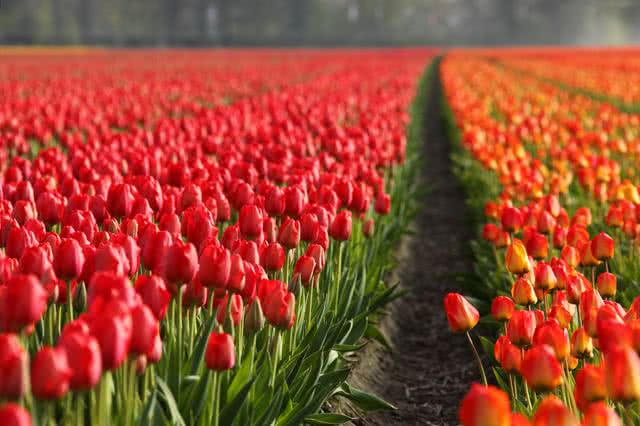tulip fields, netherlands