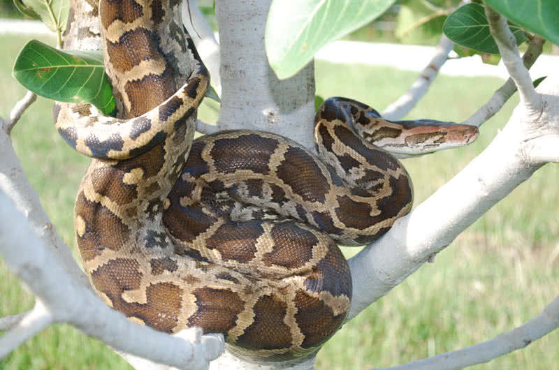 8 Largest Living Snakes In The World The Mysterious World