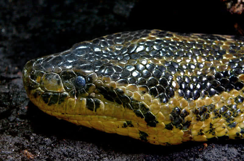 yellow anaconda