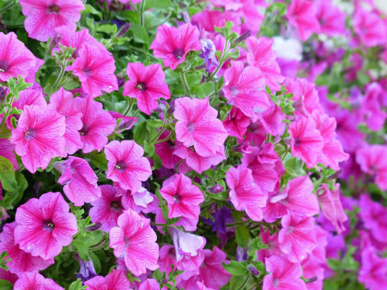 Top 9 Most Beautiful Flowers For Hanging Baskets The Mysterious World