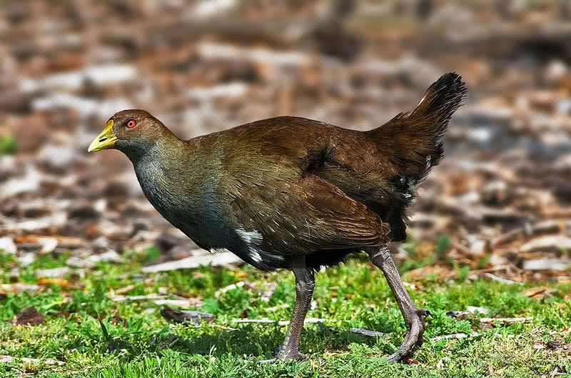 tasmanian native-hen
