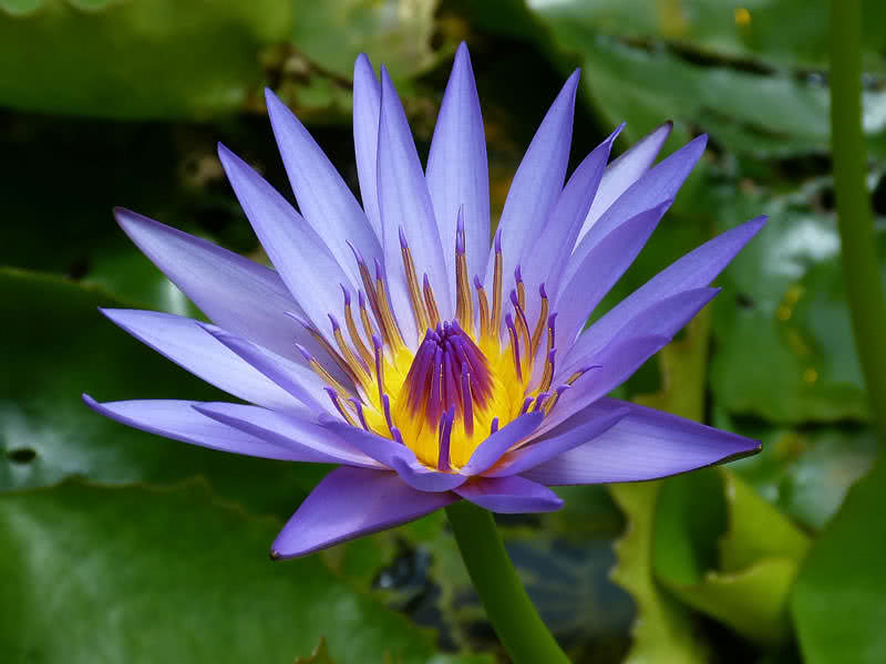 most beautiful aquatic flowers